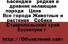 Басенджи - редкая и древняя нелающая порода › Цена ­ 50 000 - Все города Животные и растения » Собаки   . Ставропольский край,Ессентуки г.